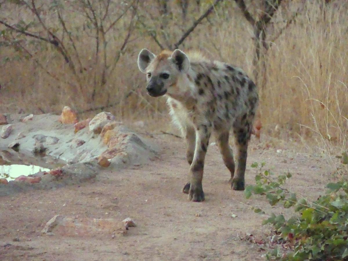 Bushvilla Umoja Kruger Палаборва Екстериор снимка