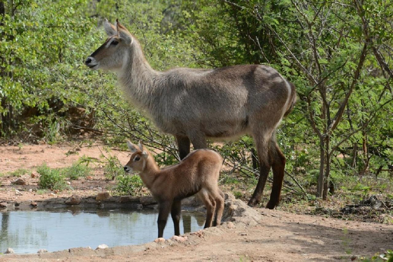 Bushvilla Umoja Kruger Палаборва Екстериор снимка