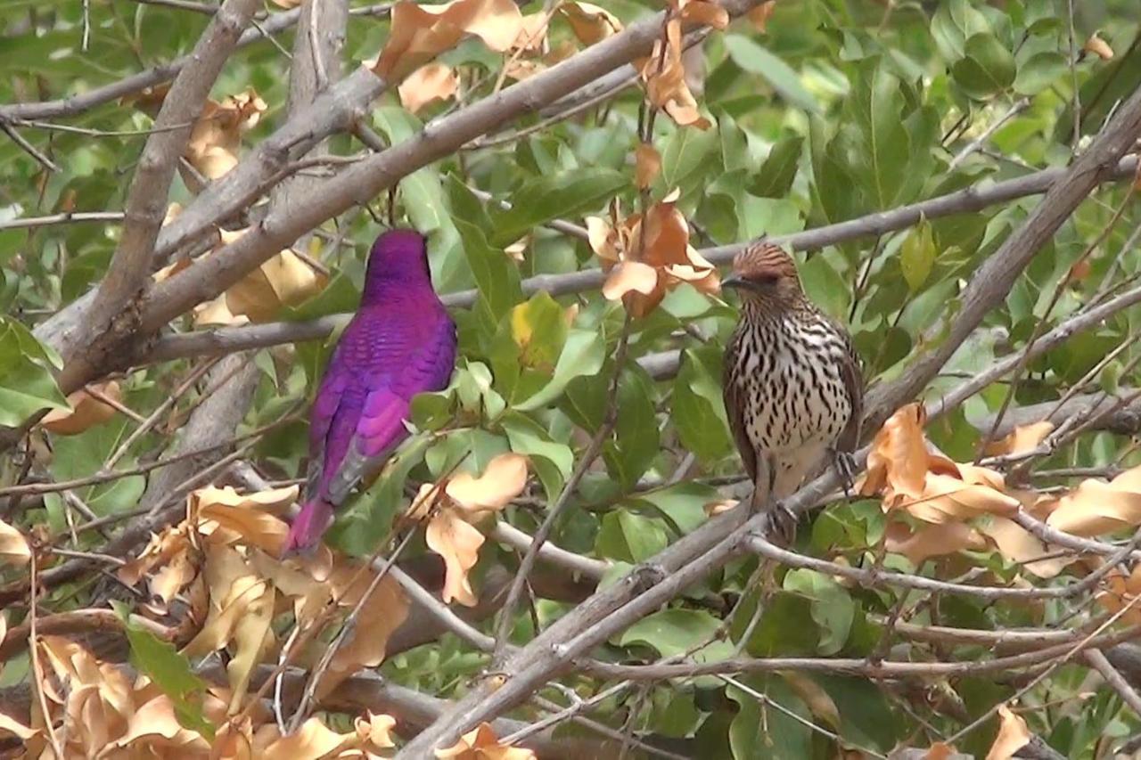 Bushvilla Umoja Kruger Палаборва Екстериор снимка