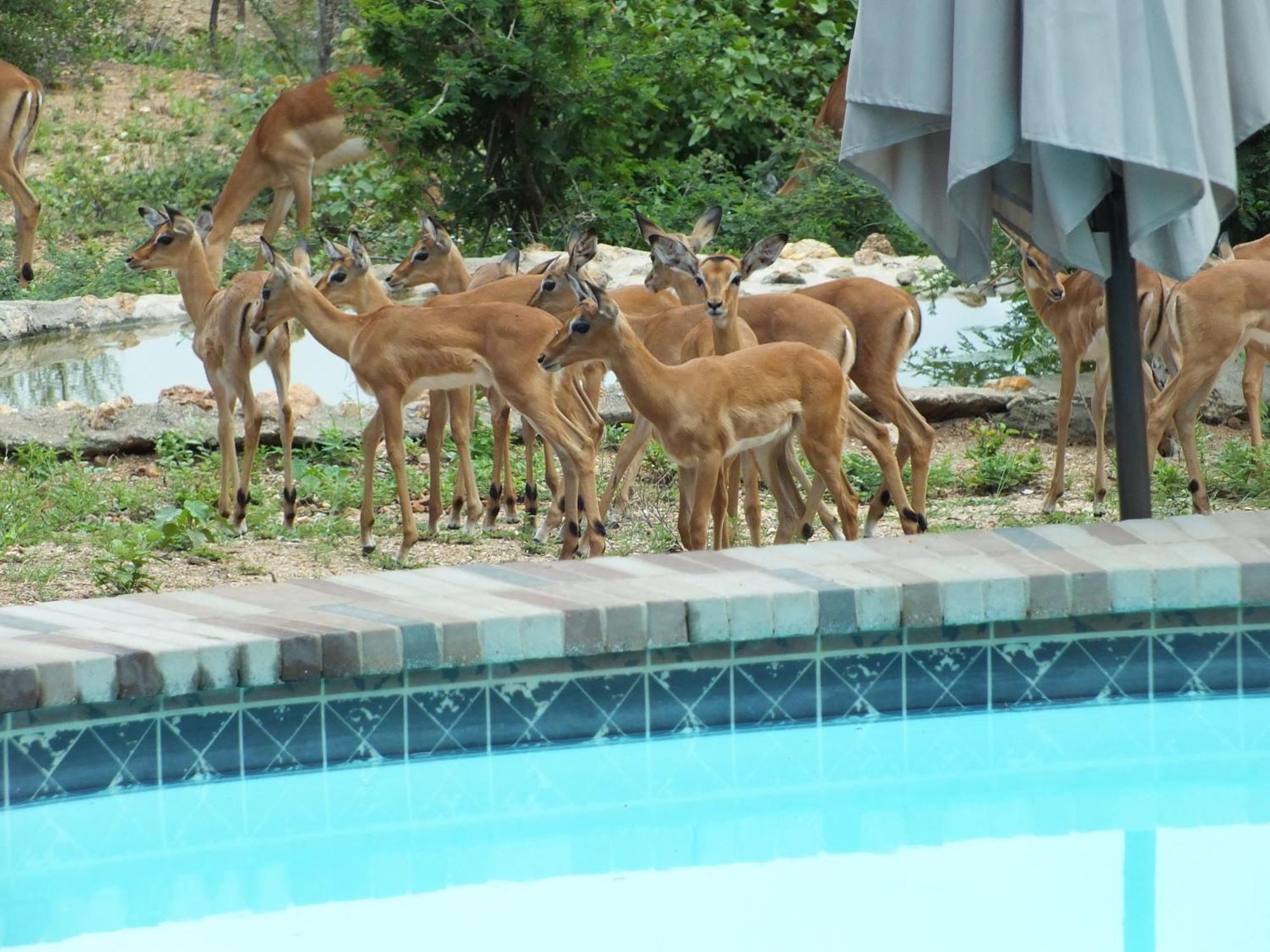 Bushvilla Umoja Kruger Палаборва Екстериор снимка