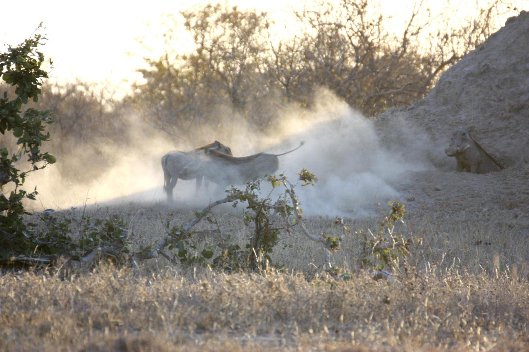 Bushvilla Umoja Kruger Палаборва Екстериор снимка