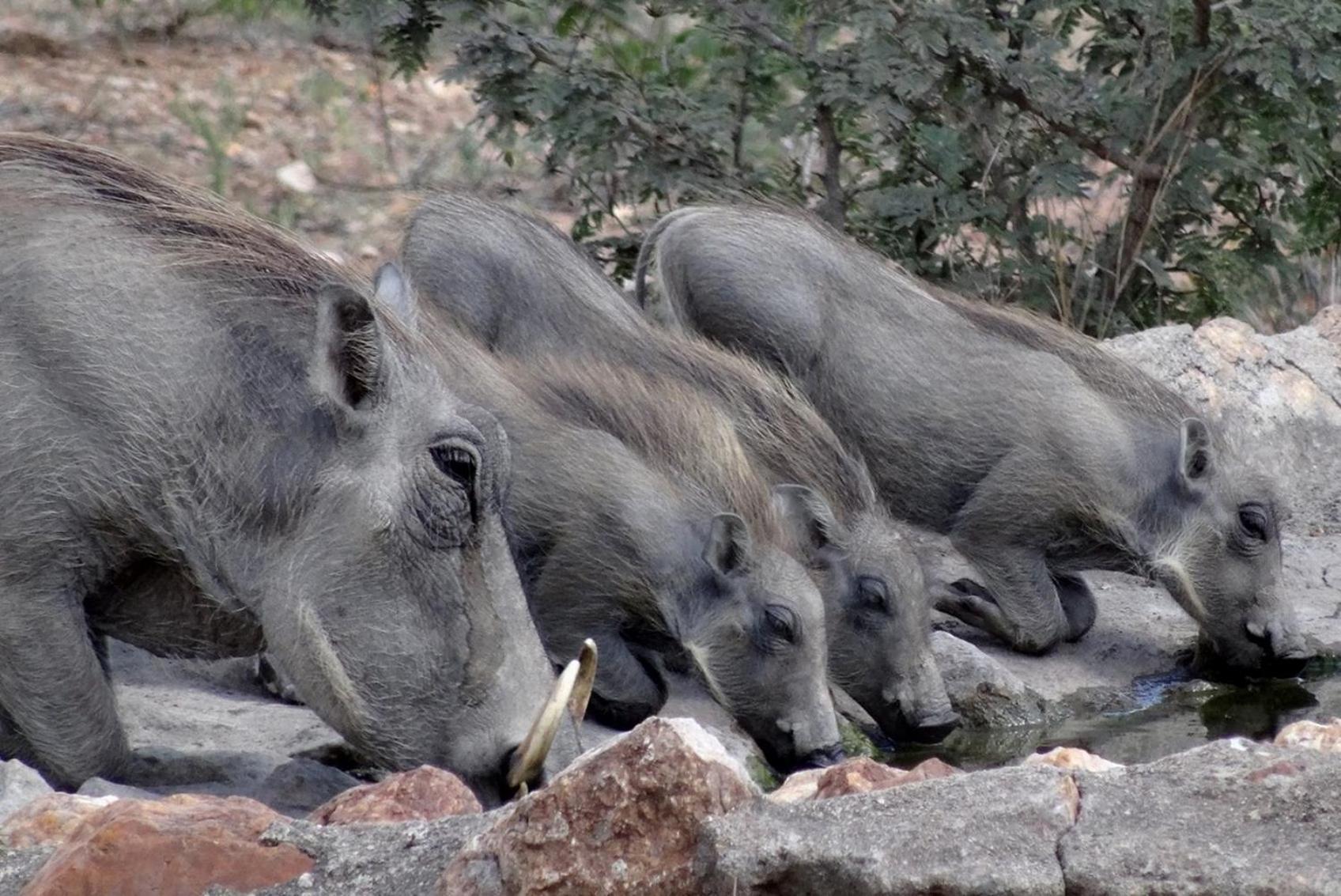 Bushvilla Umoja Kruger Палаборва Екстериор снимка